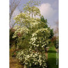 CORNUS EDDIE'S WHITE WONDER