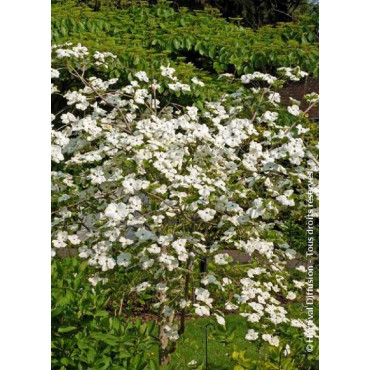 CORNUS EDDIE'S WHITE WONDER