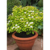 SPIRAEA betulifolia TOR GOLD