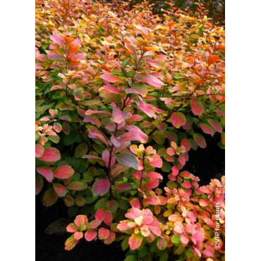 SPIRAEA betulifolia TOR GOLD