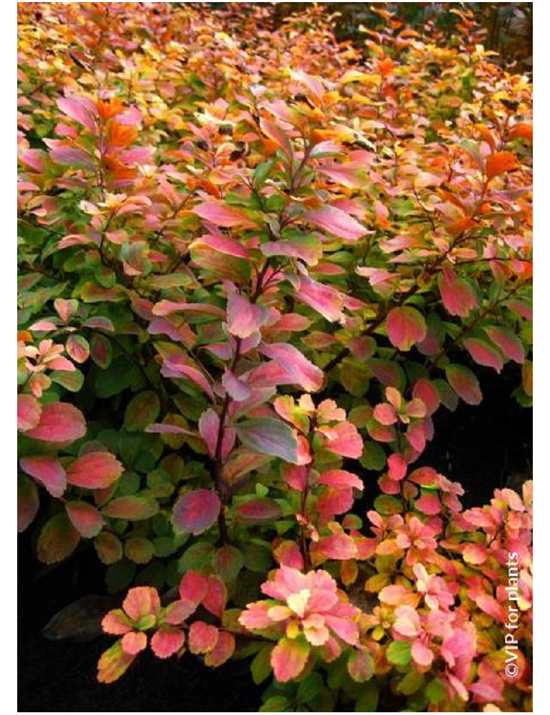 SPIRAEA betulifolia TOR GOLD