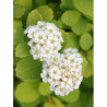 SPIRAEA betulifolia TOR GOLD