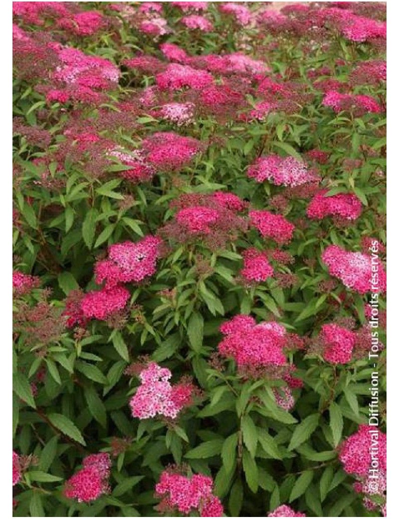 SPIRAEA japonica ANTHONY WATERER