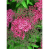 SPIRAEA japonica ANTHONY WATERER