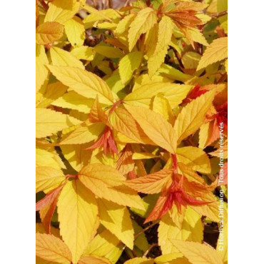 SPIRAEA japonica GOLDFLAME