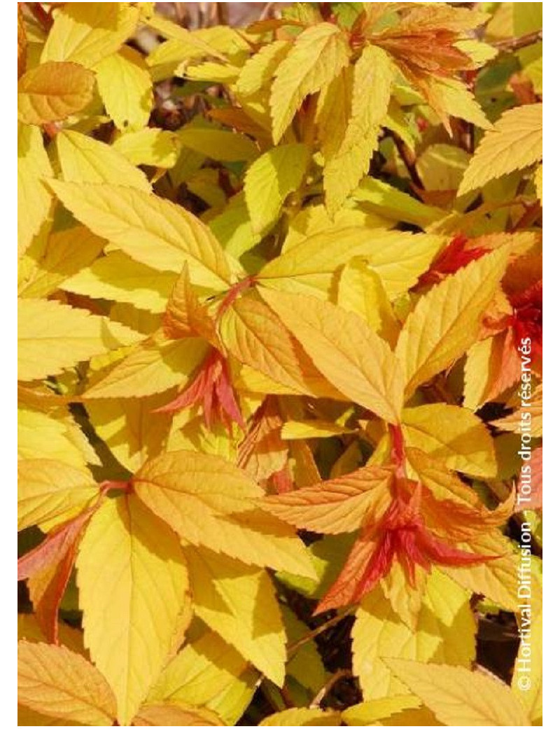 SPIRAEA japonica GOLDFLAME