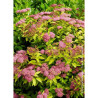 SPIRAEA japonica GOLDFLAME