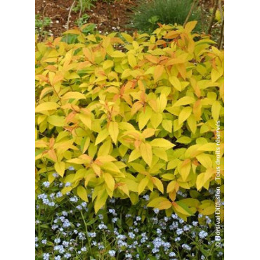 SPIRAEA japonica GOLDFLAME