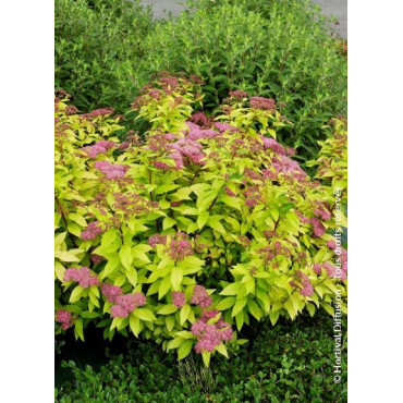 SPIRAEA japonica GOLDFLAME