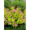 SPIRAEA japonica GOLDFLAME