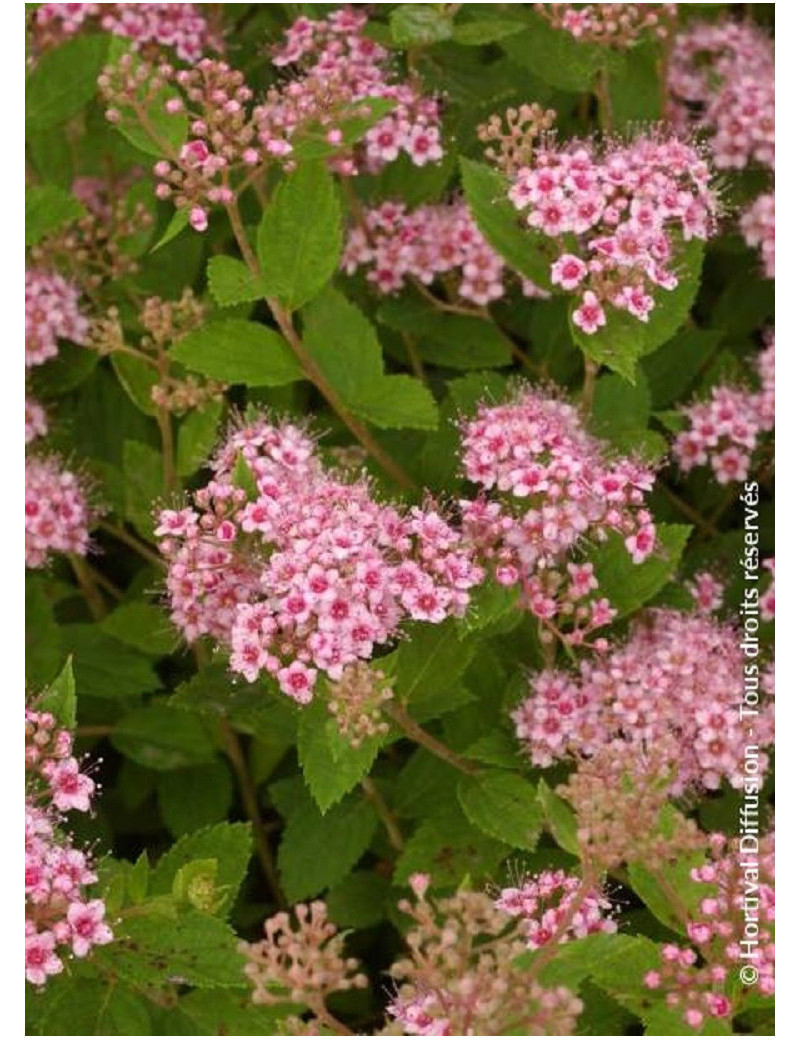 SPIRAEA japonica LITTLE PRINCESS