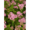 SPIRAEA japonica LITTLE PRINCESS