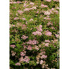 SPIRAEA japonica LITTLE PRINCESS