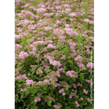 SPIRAEA japonica LITTLE PRINCESS