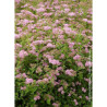 SPIRAEA japonica LITTLE PRINCESS