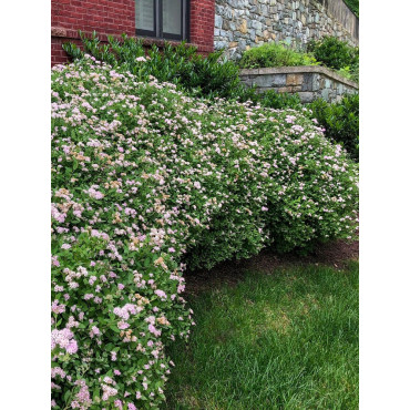 SPIRAEA japonica LITTLE PRINCESS