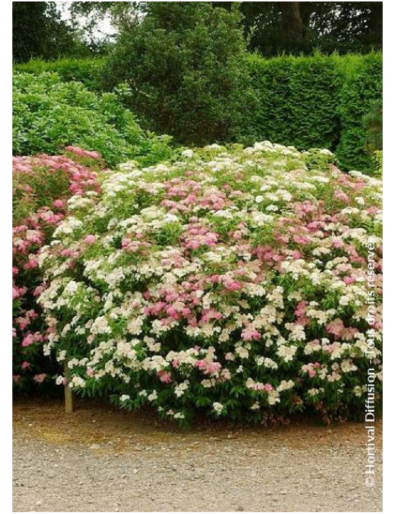 SPIRAEA japonica SHIROBANA