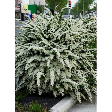 SPIRAEA nipponica SNOWMOUND