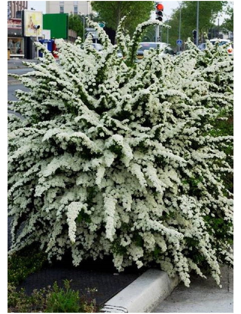 SPIRAEA nipponica SNOWMOUND