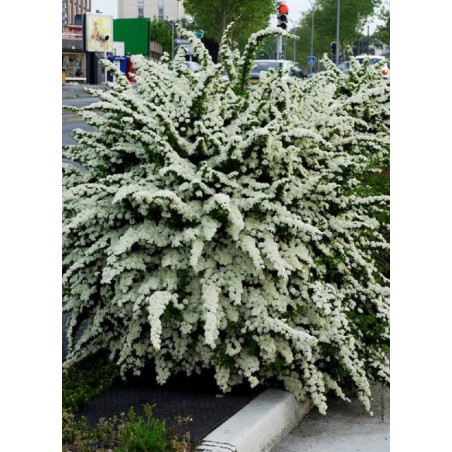 SPIRAEA nipponica SNOWMOUND