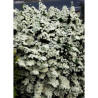 SPIRAEA nipponica SNOWMOUND