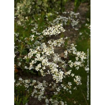 SPIRAEA thunbergii