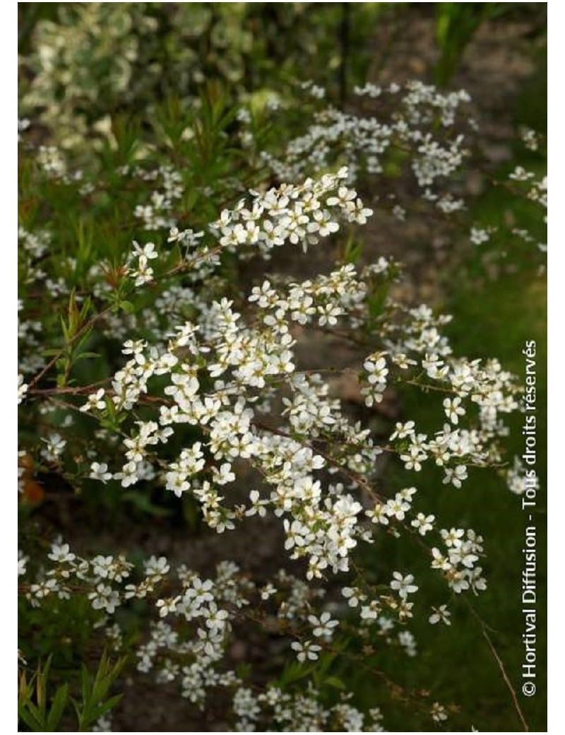 SPIRAEA thunbergii