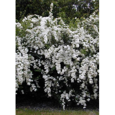 SPIRAEA vanhouttei