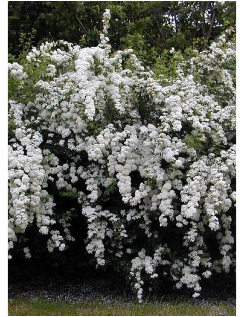 SPIRAEA vanhouttei