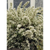 SPIRAEA vanhouttei