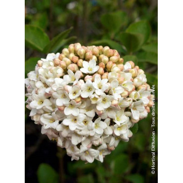 VIBURNUM CARLCEPHALUM