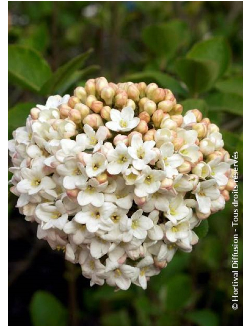 VIBURNUM CARLCEPHALUM