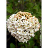 VIBURNUM CARLCEPHALUM