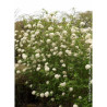 VIBURNUM CARLCEPHALUM