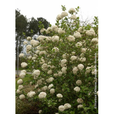 VIBURNUM CARLCEPHALUM