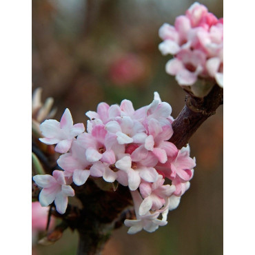 VIBURNUM BODNANTENSE DAWN