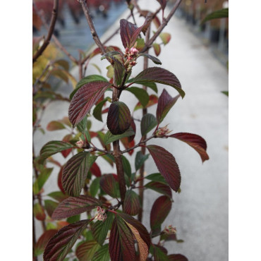 VIBURNUM BODNANTENSE DAWN