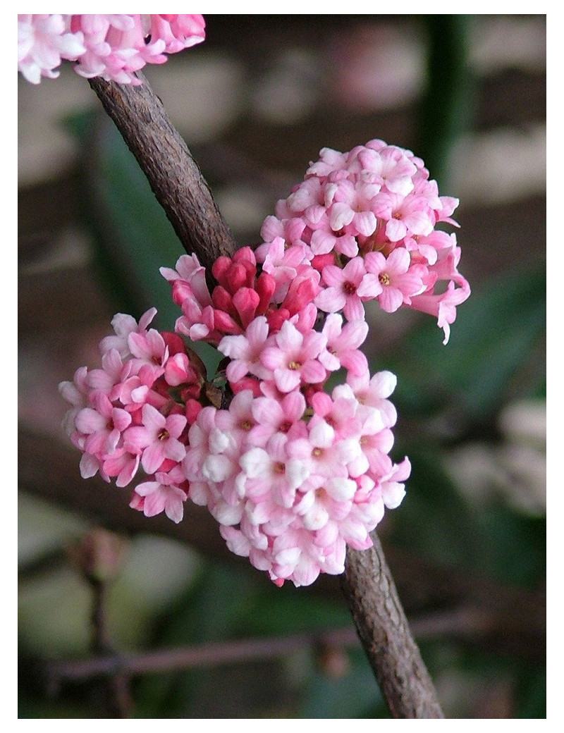 VIBURNUM BODNANTENSE DAWN