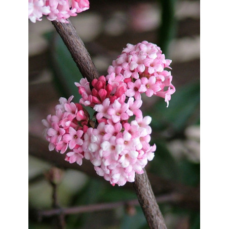 VIBURNUM BODNANTENSE DAWN