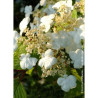 VIBURNUM plicatum LANARTH