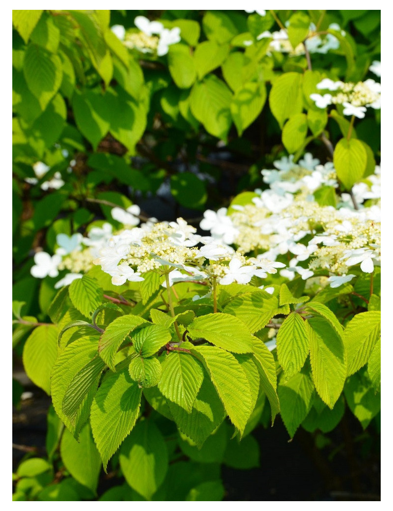 VIBURNUM plicatum LANARTH