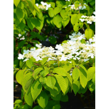 VIBURNUM plicatum LANARTH