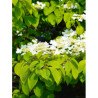 VIBURNUM plicatum LANARTH