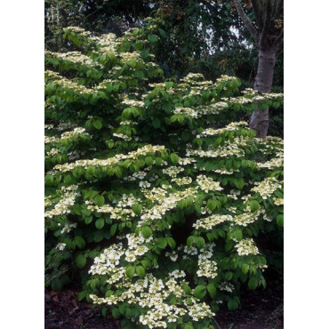 VIBURNUM plicatum MARIESII