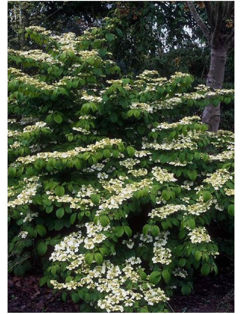 VIBURNUM plicatum MARIESII