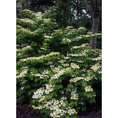 VIBURNUM plicatum MARIESII