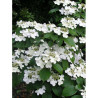 VIBURNUM plicatum MARIESII