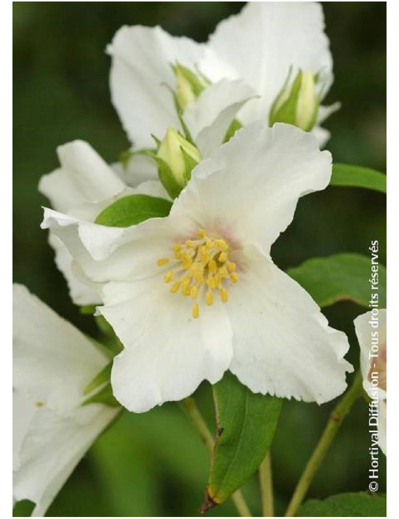 PHILADELPHUS BELLE ETOILE