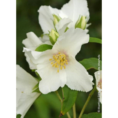 PHILADELPHUS BELLE ETOILE