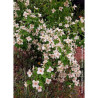 PHILADELPHUS BELLE ETOILE